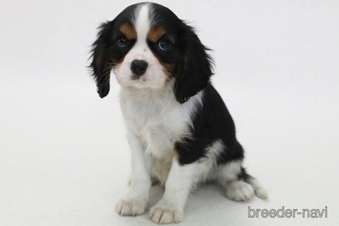 成約済の神奈川県のキャバリアキングチャールズスパニエル-367810